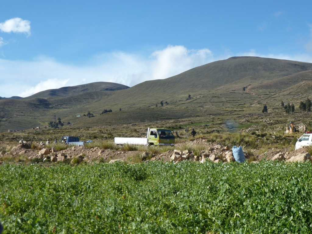pea trade Bolivian Andes